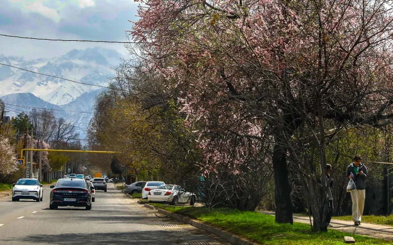 vesna, tsvety, pogoda, aýa raıy, gúlder, kóktem