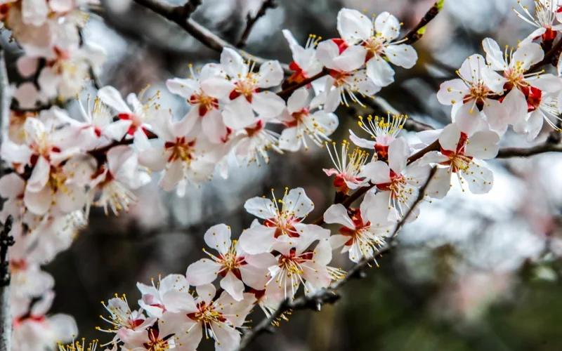 весна, цветы, погода, ауа райы, гүлдер, көктем