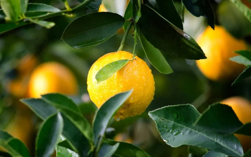 Суық пен аяз Түркияны лимон экспортын тоқтатуға мәжбүр етті