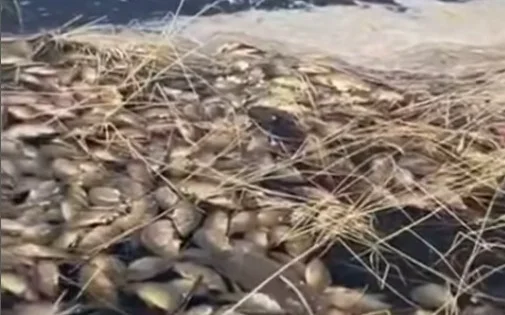 гибнет рыба