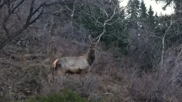 Какие дикие животные живут на территории Алматинского заповедника