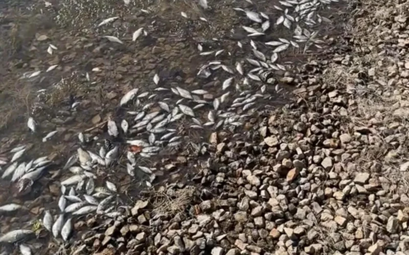 Гибель рыбок в Ботаническом саду Астаны прокомментировали в акимате