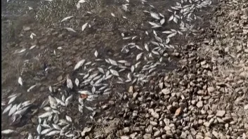 Astanada ákimdigi Botanıkalyq baqta balyq neden qyrylǵanyn túsindirdi