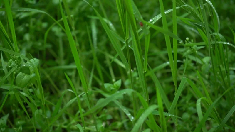 В Шымкенте активизировались клещи