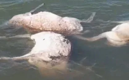 сайгаки утонули в водохранилище Муратсай ЗКО