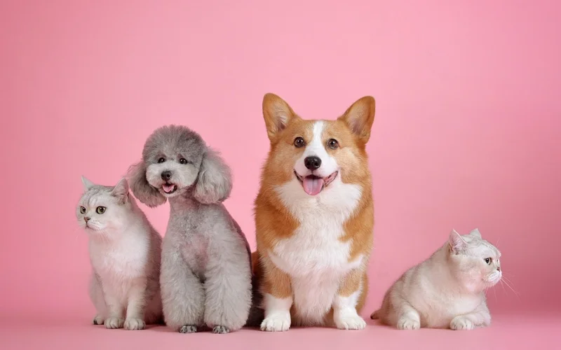 Где в Алматы можно бесплатно стерилизовать и кастрировать кошек и собак