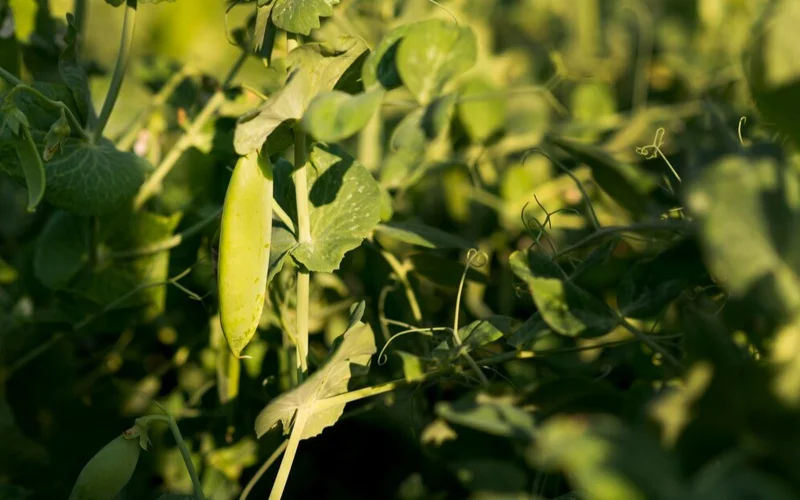 Казахстан расширит экспорт растениеводческой продукции в Китай