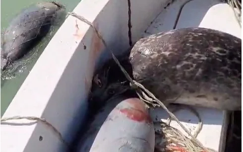 Мертвые тюлени найдены в браконьерских сетях в Мангистауской области