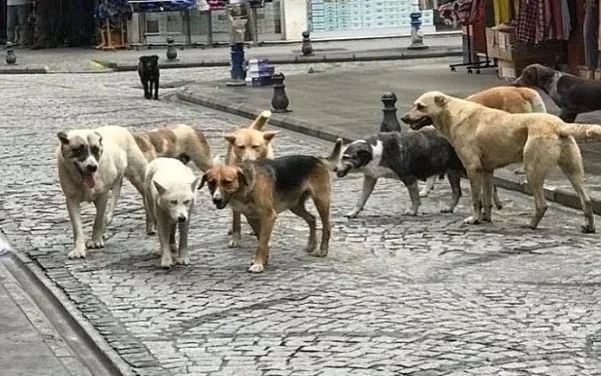 бродячие собаки