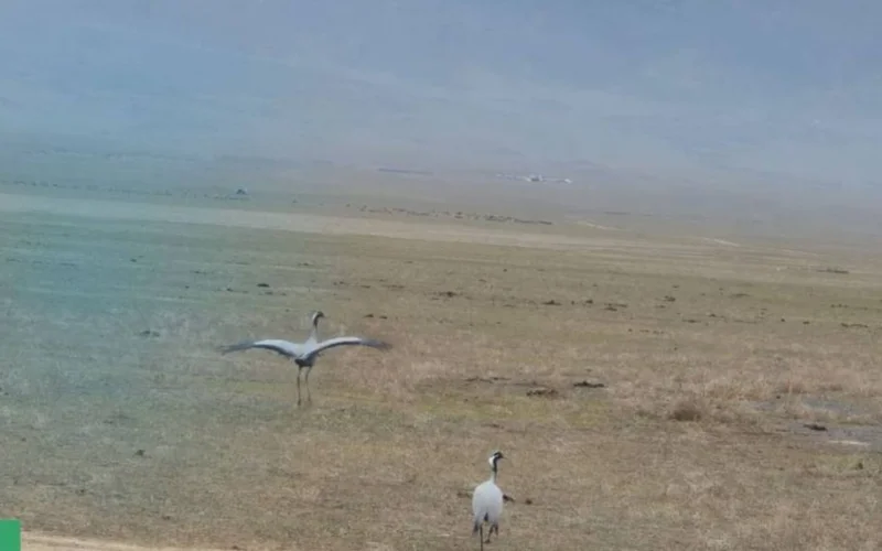 журавль-красавка