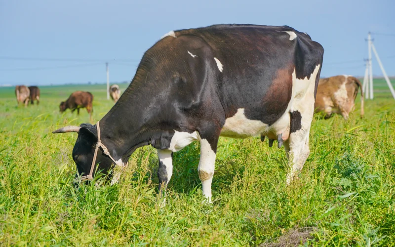 Временный запрет ввели на вывоз из Казахстана маточного поголовья КРС и МРС