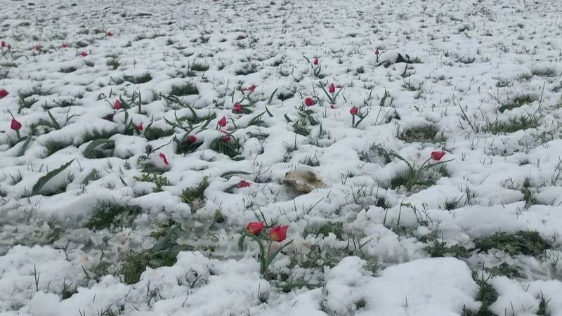 Снег накрыл тюльпаны: дождь и снег принес «бесқонақ» в ЗКО