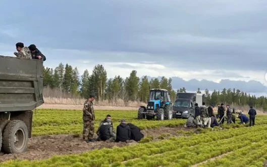 Более 12 млн сеянцев высадят в резервате «Ертіс Орманы»