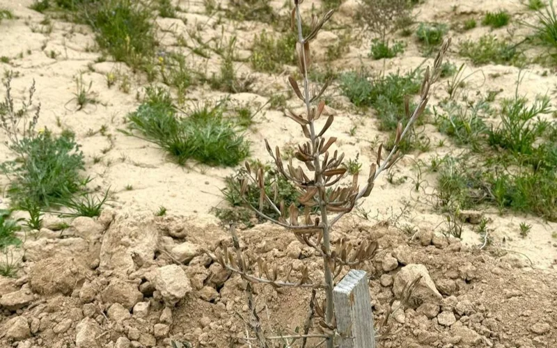 выращивание оливковых деревьев в Мангистау