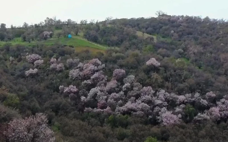 В Иле-Алатауском природном парке зацвели дикие абрикосы