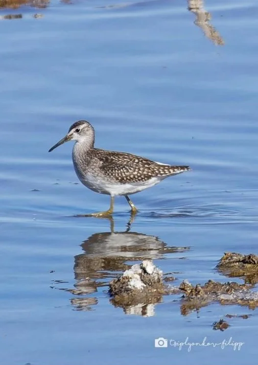 Көйлектегі қалыңдықтың порнофотосуреттері