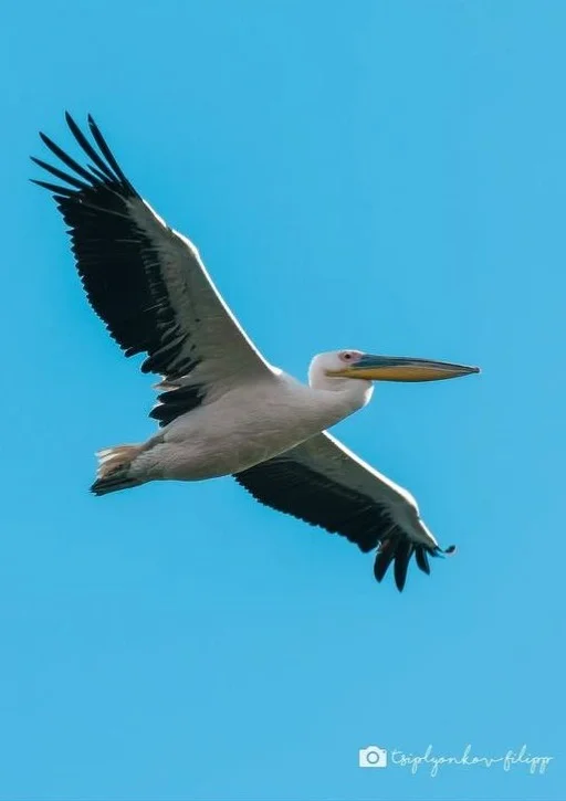 Голливуд актрисалары кеуделерін көрсетеді