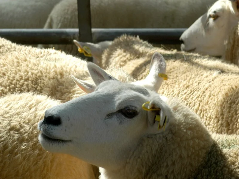 овцы, бараны