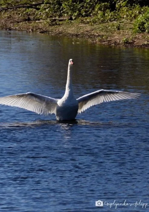 Менің емшегім ісіп кеткен порно