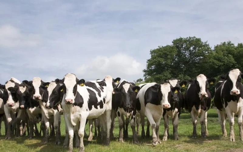 скот, коровы, КРС