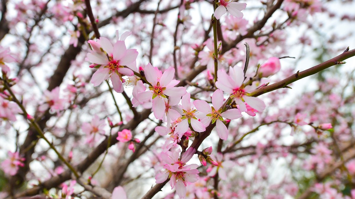 Kazakhstan braces for mild spring weather in the coming days