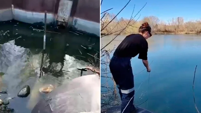 Экологи выясняют причины гибели рыбы в водоеме Усть-Каменогорска