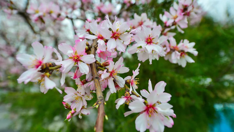 Весна Көктем