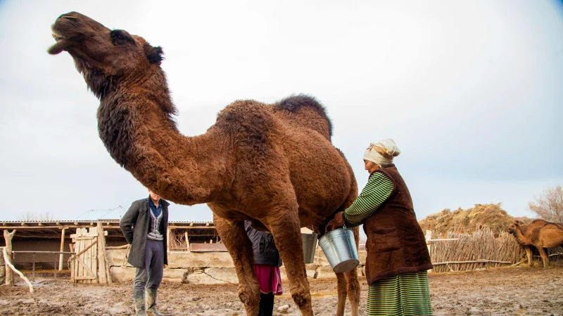 Верблюд Түйе