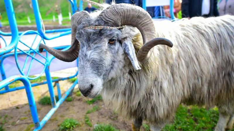 Баран