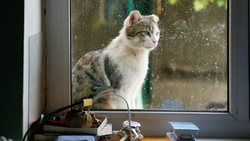 Кот, Мысық