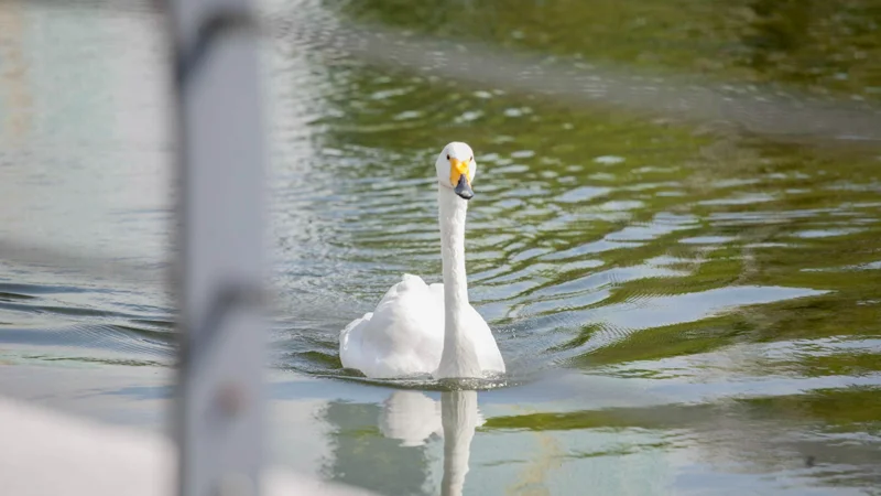 Лебедь, Аққу