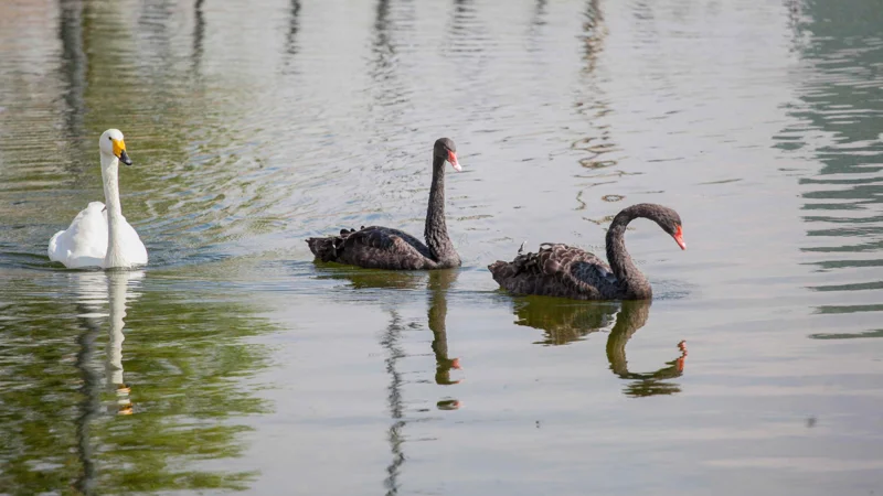 Лебеди, Аққулар