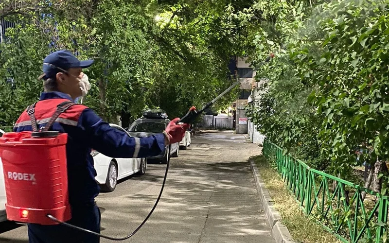 Борьба с вредителями: в Алматы стартует сезон биологической обработки деревьев
