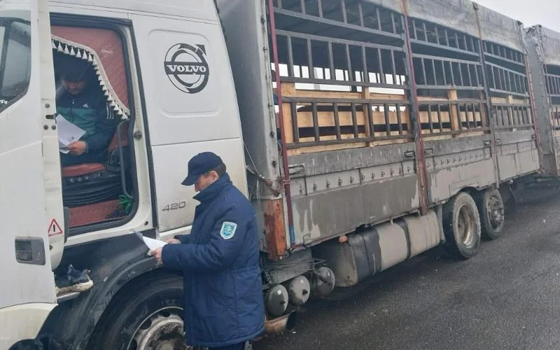 кедендегі тексеру