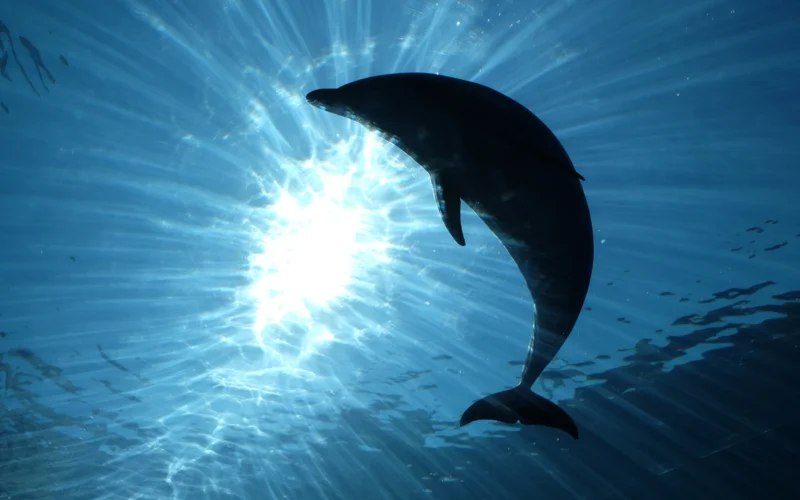 Google создал ИИ для общения с дельфинами