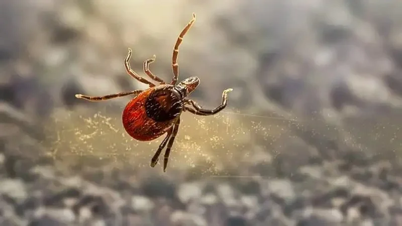 Qyzylorda oblysynda kenege qarsy kúreske 243,6 mln teńge bólindi