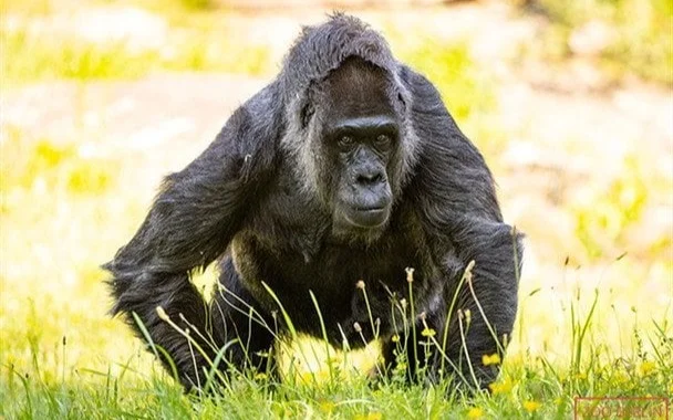 Самой старой горилле в мире исполнилось 68 лет