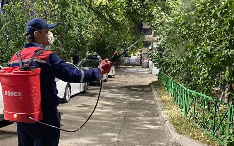 Алматыдағы 2,3 млн ағаш зиянкестерге қарсы өңдеуден өтеді