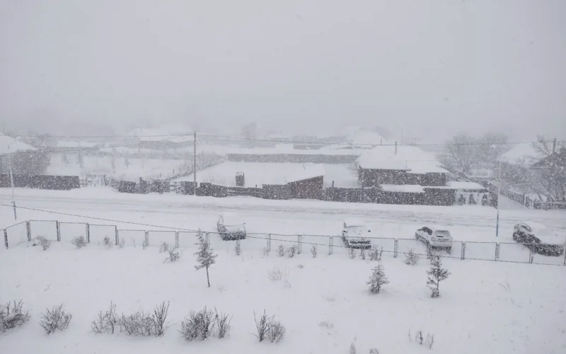 Катонқарағайда қар жауды