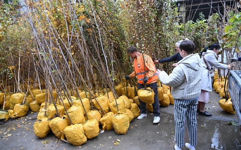 Алматинцам раздадут 2 тысячи бесплатных саженцев для озеленения дворов