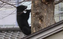 File photo shows a black bear climbing a tree on the premises of a Buddhist temple in Morioka, Iwate Prefecture, on April 2, 2025.