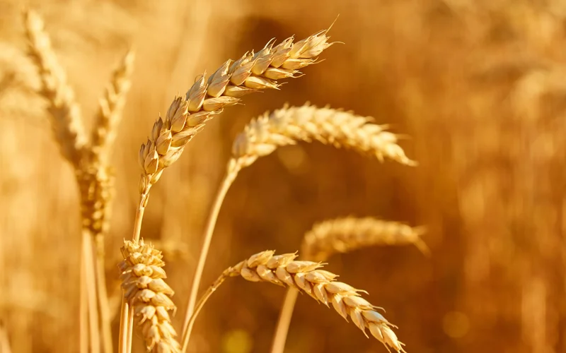 Китай будет сокращать импорт зерновых