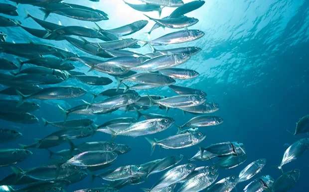 Интенсивный промысел угрожает популяции скумбрии