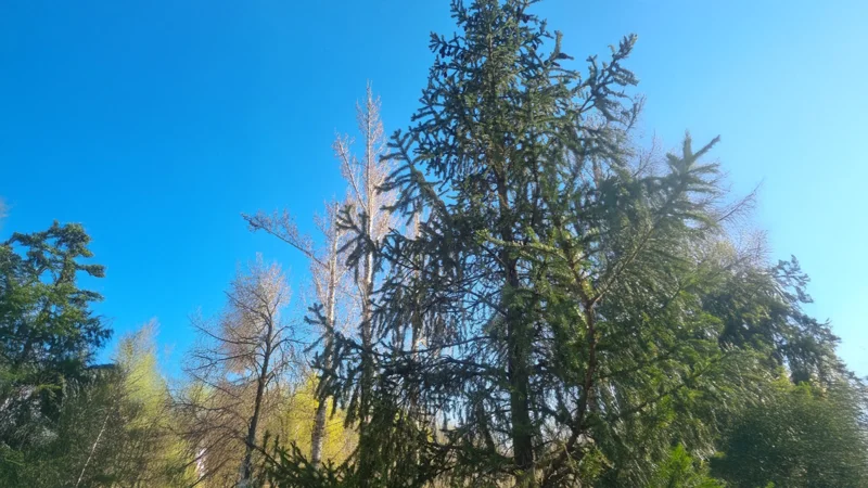 a