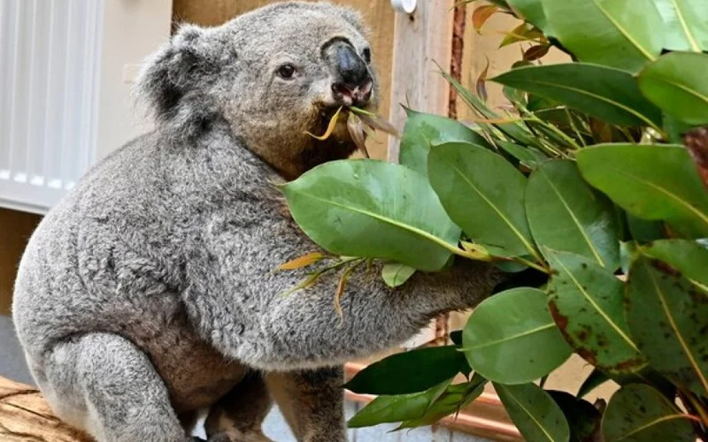Австралияда биліктің рұқсатымен 700 коала атылды
