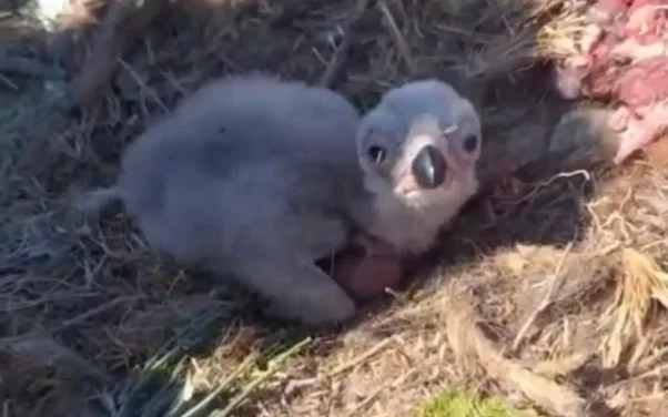 В Шарынском нацпарке нашли гнездо редкого орла ягнятника