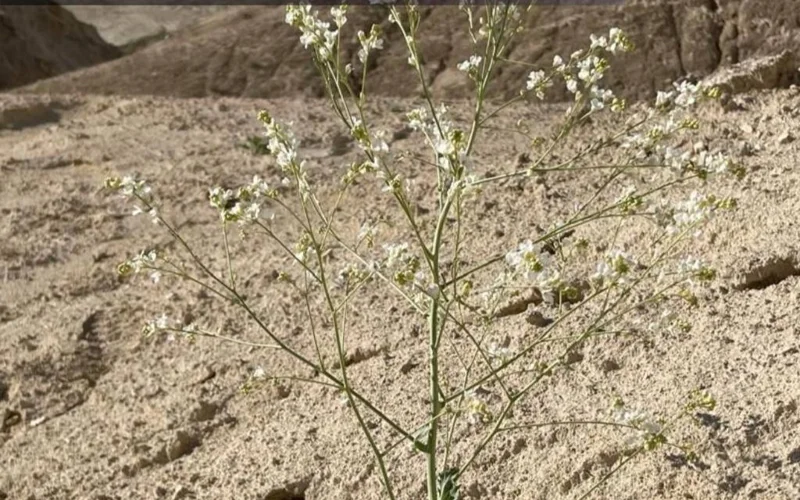 В Устюртском заповеднике обнаружено редкое растение из Красной книги