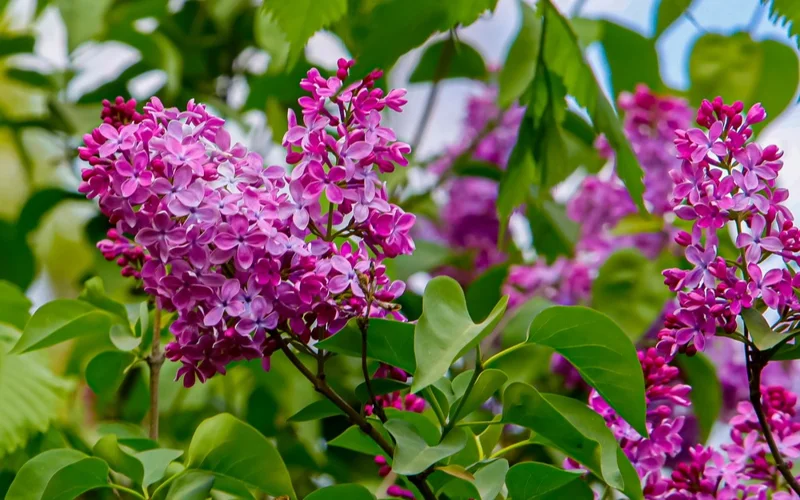 цветы, весна, лето, погода, сирень, гүлдер көктем, жаз, ауа райы