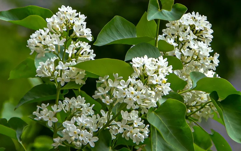 цветы, весна, лето, погода, гүлдер көктем, жаз, ауа райы