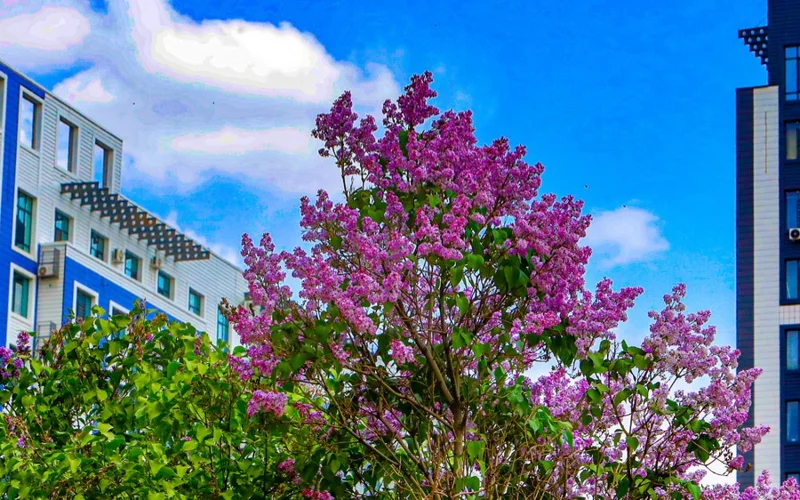 цветы, весна, лето, погода, сирень, гүлдер көктем, жаз, ауа райы